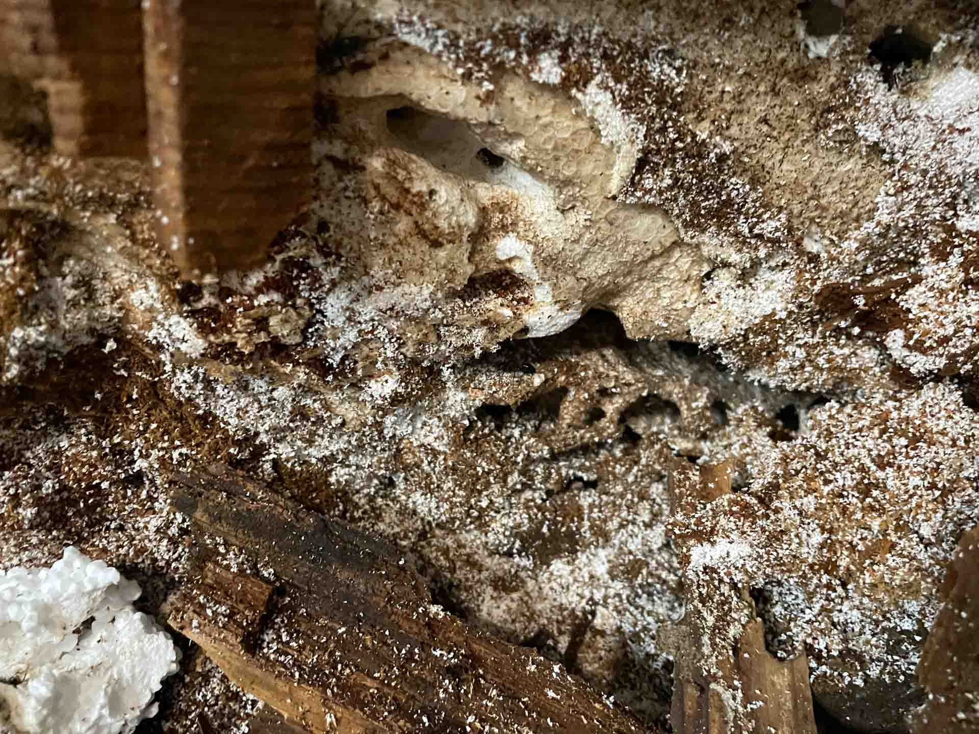 Attaque de nuisible après un dégât d'eau