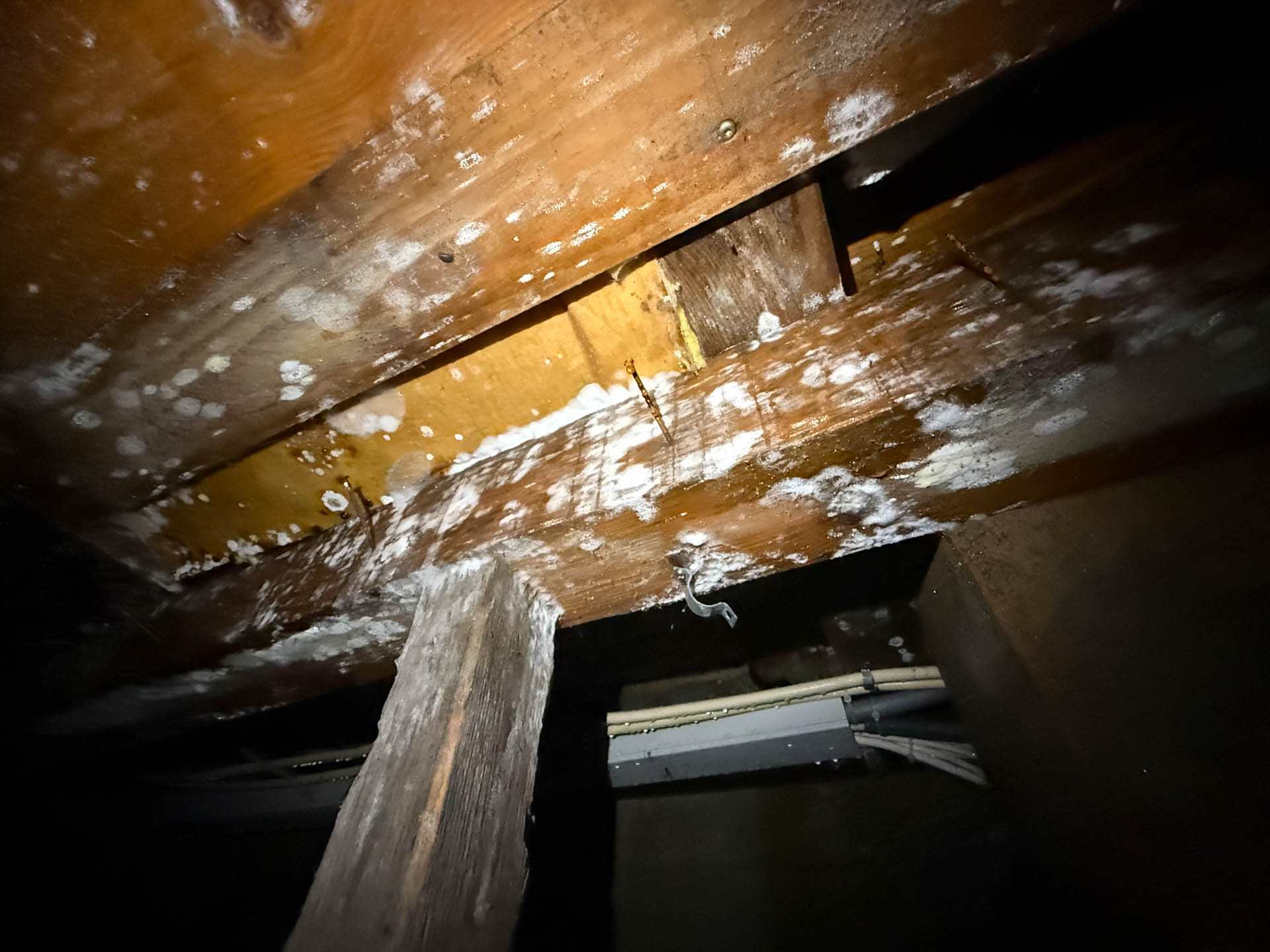 Apparition de moisissure dans un sous-sol